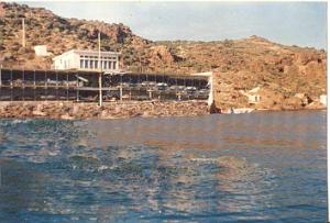CAP FALCON  (24)